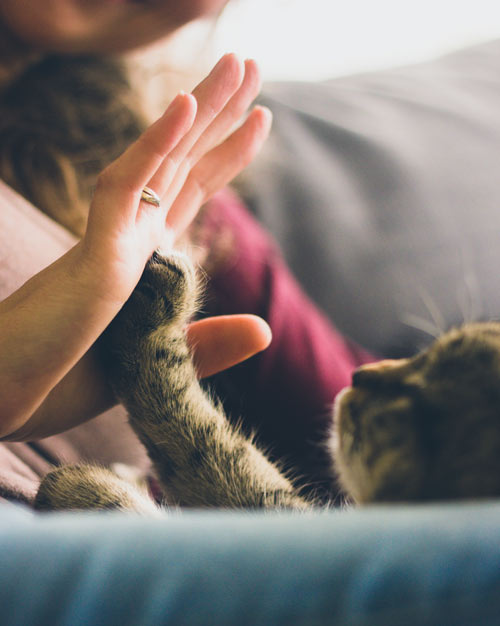 Ways To Give Feline Hope
